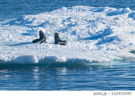Seal on an iceberg, in a frozen landscape in Antarctica 132452097