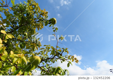 青い実のなったカリンの実と空 132452206