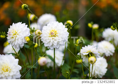埼玉県小鹿野町　両神山麓花の郷ダリア園 132452801