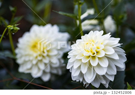 埼玉県小鹿野町 両神山麓花の郷ダリア園 埼玉県小鹿野町 両神山麓花の郷ダリア園 132452806