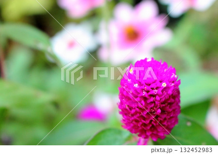 紫色のセンニチコウの花 紫色のセンニチコウの花 132452983