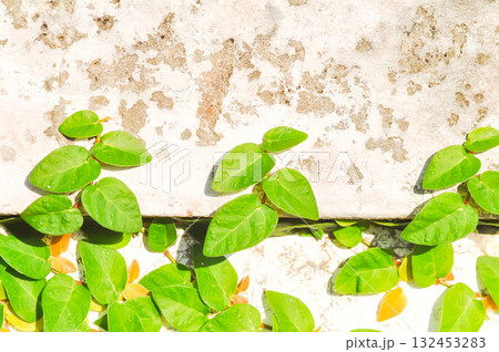 ficus pumila or climbing fig or Climbing Vine 132453283