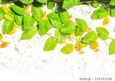 ficus pumila or climbing fig or Climbing Vine 132453286