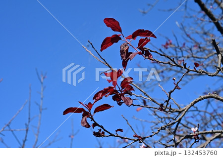 ベニバスモモ（バラ科スモモ属）の広葉 132453760