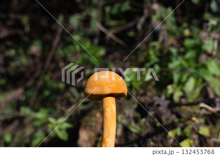 野生のコガネタケ 132453768