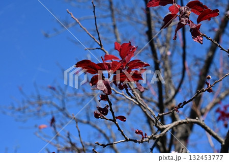 ベニバスモモ（バラ科スモモ属）の広葉 132453777