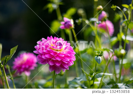 埼玉県小鹿野町　両神山麓花の郷ダリア園 132453858