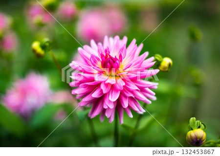 埼玉県小鹿野町　両神山麓花の郷ダリア園 132453867