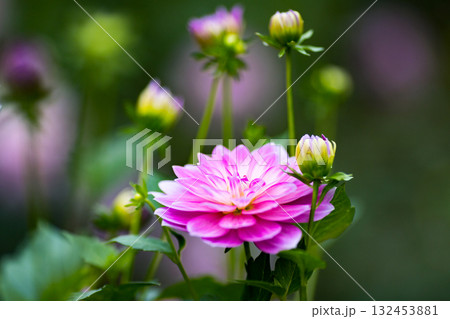 埼玉県小鹿野町　両神山麓花の郷ダリア園 132453881