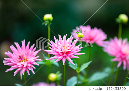 埼玉県小鹿野町　両神山麓花の郷ダリア園 132453890