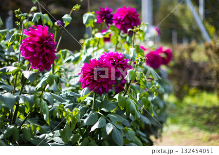 埼玉県小鹿野町　両神山麓花の郷ダリア園 132454051