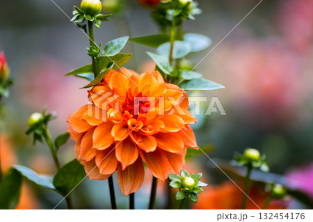 埼玉県小鹿野町　両神山麓花の郷ダリア園 132454176