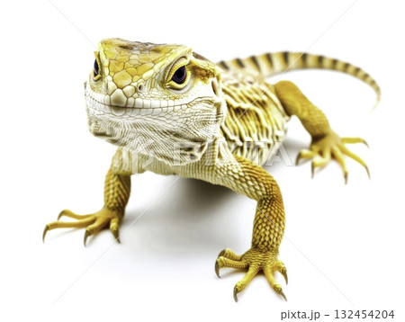 Vivid Yellow Bearded Dragon Lizard on White Background in Studio Setting Vivid Yellow Bearded Dragon Lizard on White Background in Studio Setting 132454204