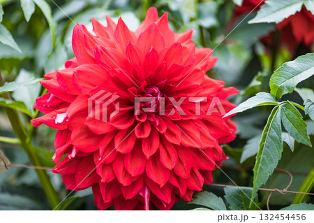 埼玉県小鹿野町 両神山麓花の郷ダリア園 埼玉県小鹿野町 両神山麓花の郷ダリア園 132454456