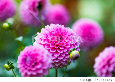 埼玉県小鹿野町　両神山麓花の郷ダリア園 132454485