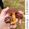 Polish boletus mushrooms in hand 132454661