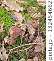 Several Polish boletuses in the forest 132454662
