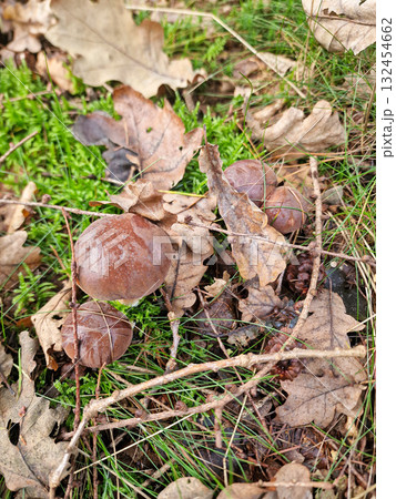 Several Polish boletuses in the forest 132454662