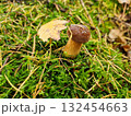 The boletus grows in the moss in the forest 132454663