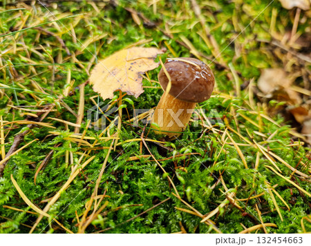 The boletus grows in the moss in the forest 132454663