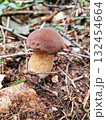 boletus in the autumn forest  132454664