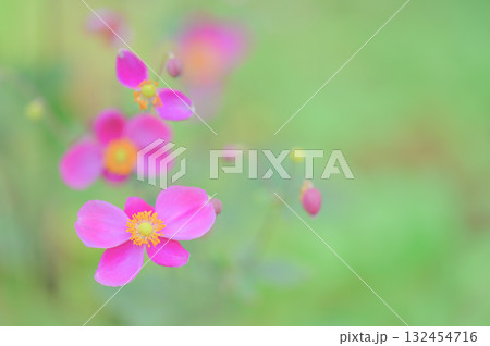 秋を彩るピンクの秋明菊の花 132454716