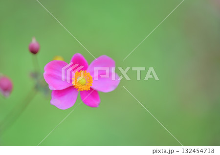 秋を彩るピンクの秋明菊の花 132454718