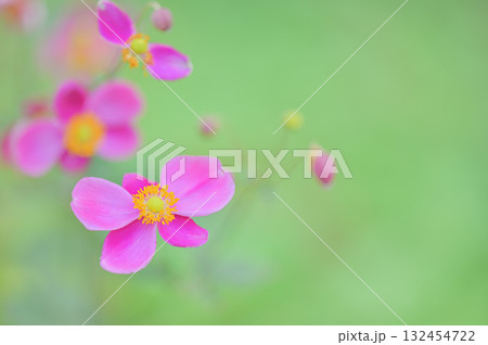 秋を彩るピンクの秋明菊の花 秋を彩るピンクの秋明菊の花 132454722