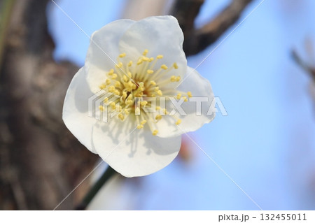 白い梅の花 132455011