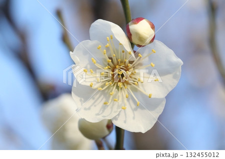 白い梅の花 132455012