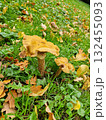 Honey mushrooms, edible mushrooms in the forest 132455093