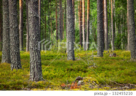 Serene and peaceful forest scene with tall trees and lush green grass. Serene and peaceful forest scene with tall trees and lush green grass. 132455210
