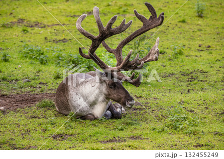 Northern reindeer with antlers is laying down in a grassy field. 132455249