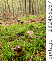 Polish boletus mushrooms growing in the forest 132455267