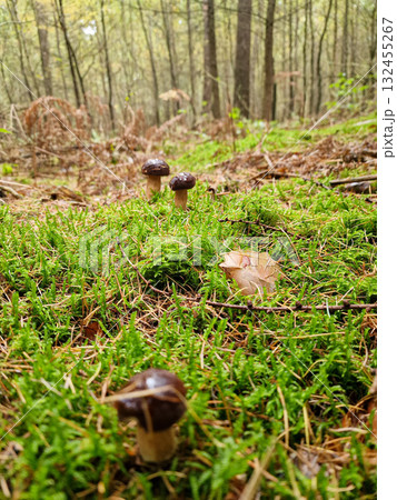 Polish boletus mushrooms growing in the forest 132455267