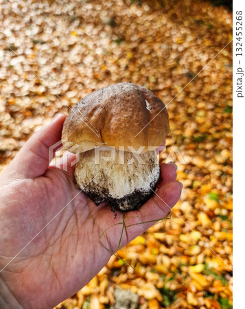 Boletus mushroom in the hand 132455268
