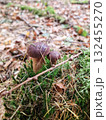 Polish boletus mushrooms growing in the forest 132455270