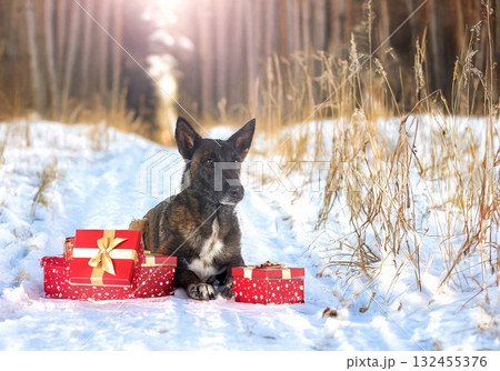 malinois in studio 132455376