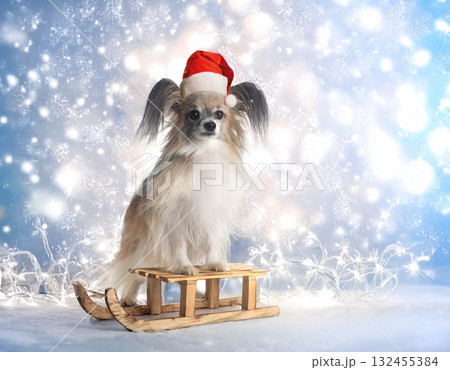 papillon dog in nature 132455384