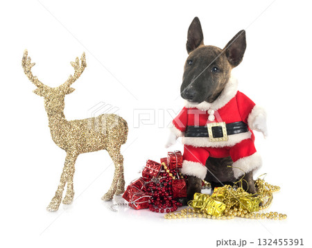 miniature bull terrier in studio 132455391