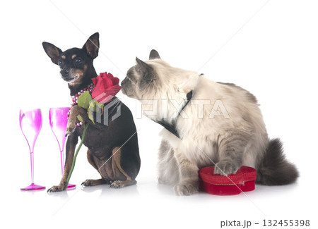 siberian cat and pinscher  in studio 132455398