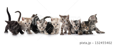 bengal kitten in studio bengal kitten in studio 132455402