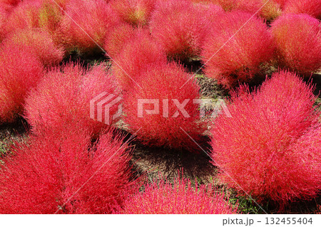 紅葉したコキア 132455404