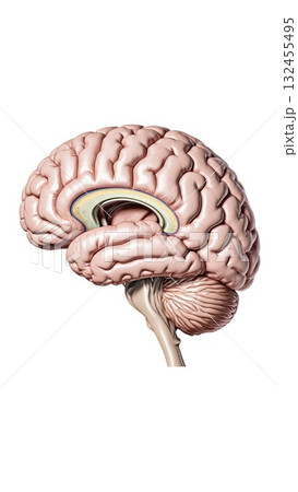 Internal Brain Structures in Cross-Sectional View 132455495