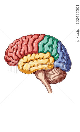 Human Brain Anatomy with Color-Coded Lobes and Structures Human Brain Anatomy with Color-Coded Lobes and Structures 132455501