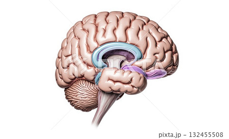 Internal Brain Structures in Cross-Sectional View Internal Brain Structures in Cross-Sectional View 132455508