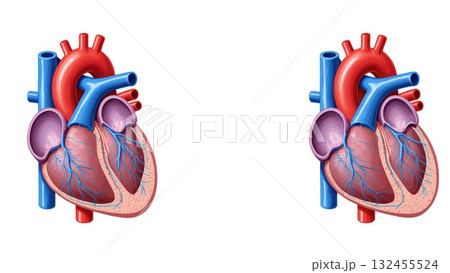 Human Cardiovascular System with Oxygenation Color Coding Human Cardiovascular System with Oxygenation Color Coding 132455524