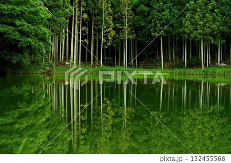 緑の水面に映る新緑の木立 132455568