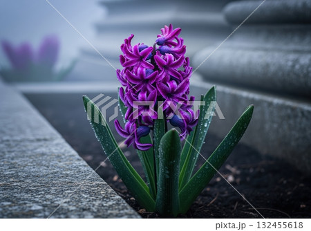 Vibrant purple hyacinth flower with dew drops blooming in a spring garden 132455618