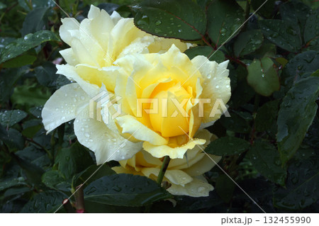 冠山総合公園のバラ 132455990